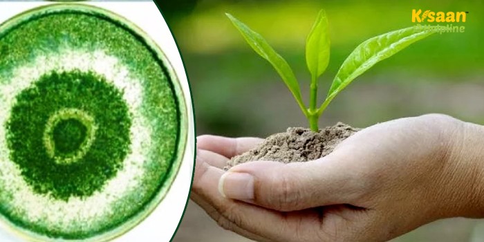 जानिए खेती में ट्राइकोडर्मा का उपयोग, लाभ और सावधानियों के बारे में